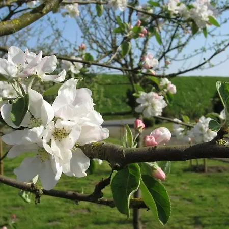 In With Wi-fi בית נופש באליה